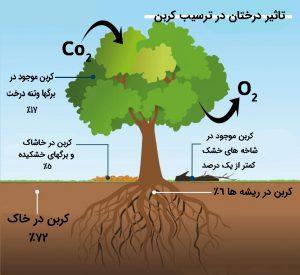 تاثیر درختان در ترسیب کربن