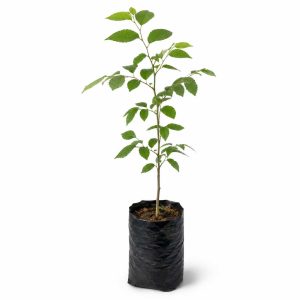 خرید نهال داغداغان