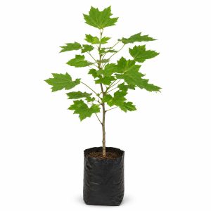 نهال چنار امریکایی