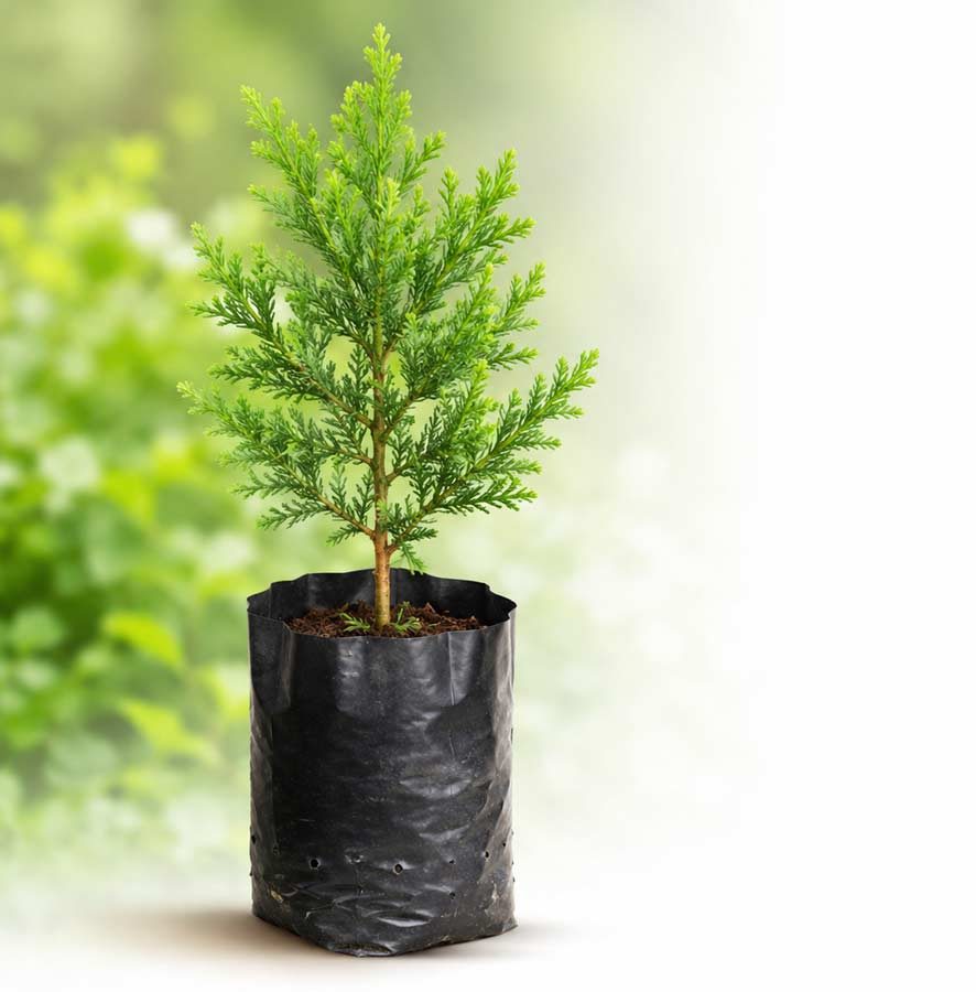 نهالستان پرسیکا گاردن شایان مسعودی